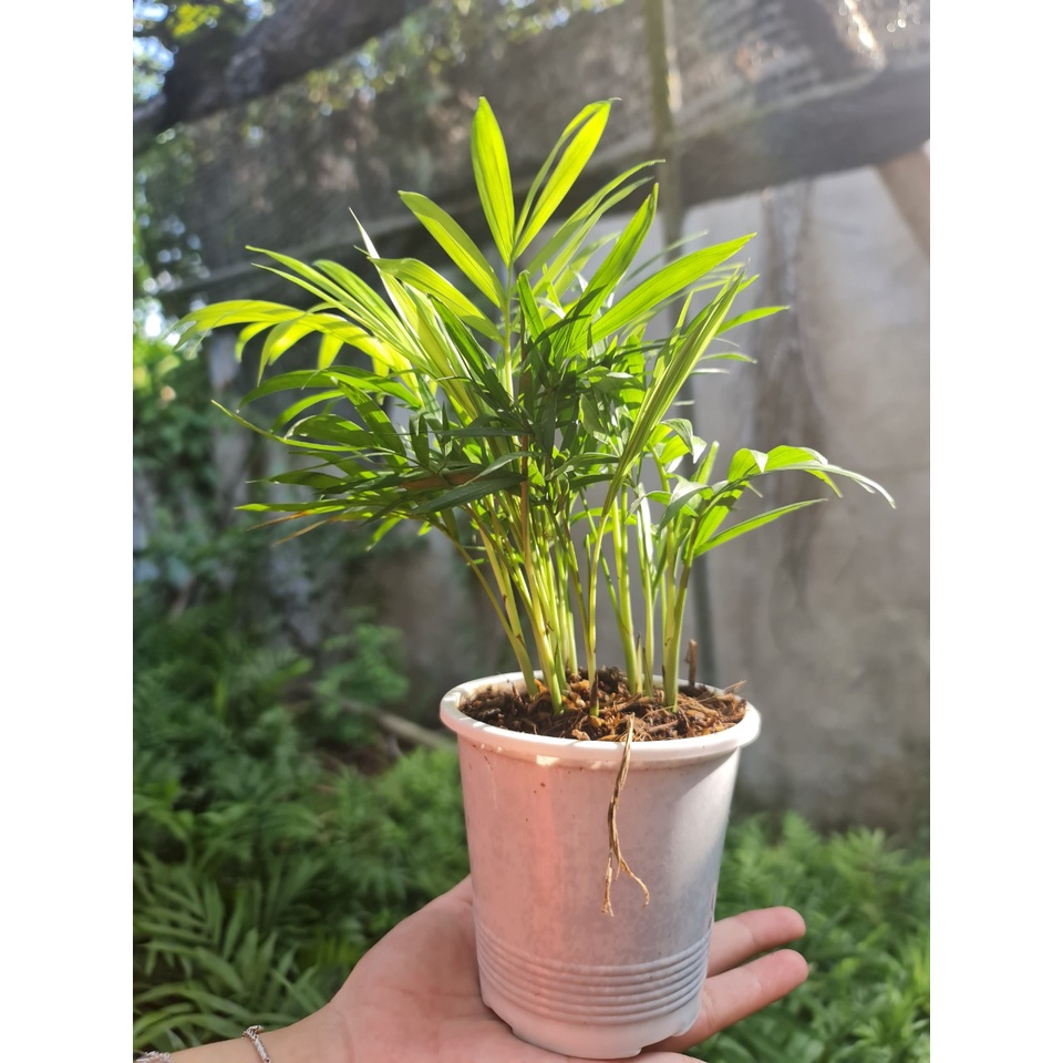 CÂY CAU TIỂU TRÂM, , cây phong thủy hút tài lộc để bàn mini GIÁ RẺ, lọc không khí,