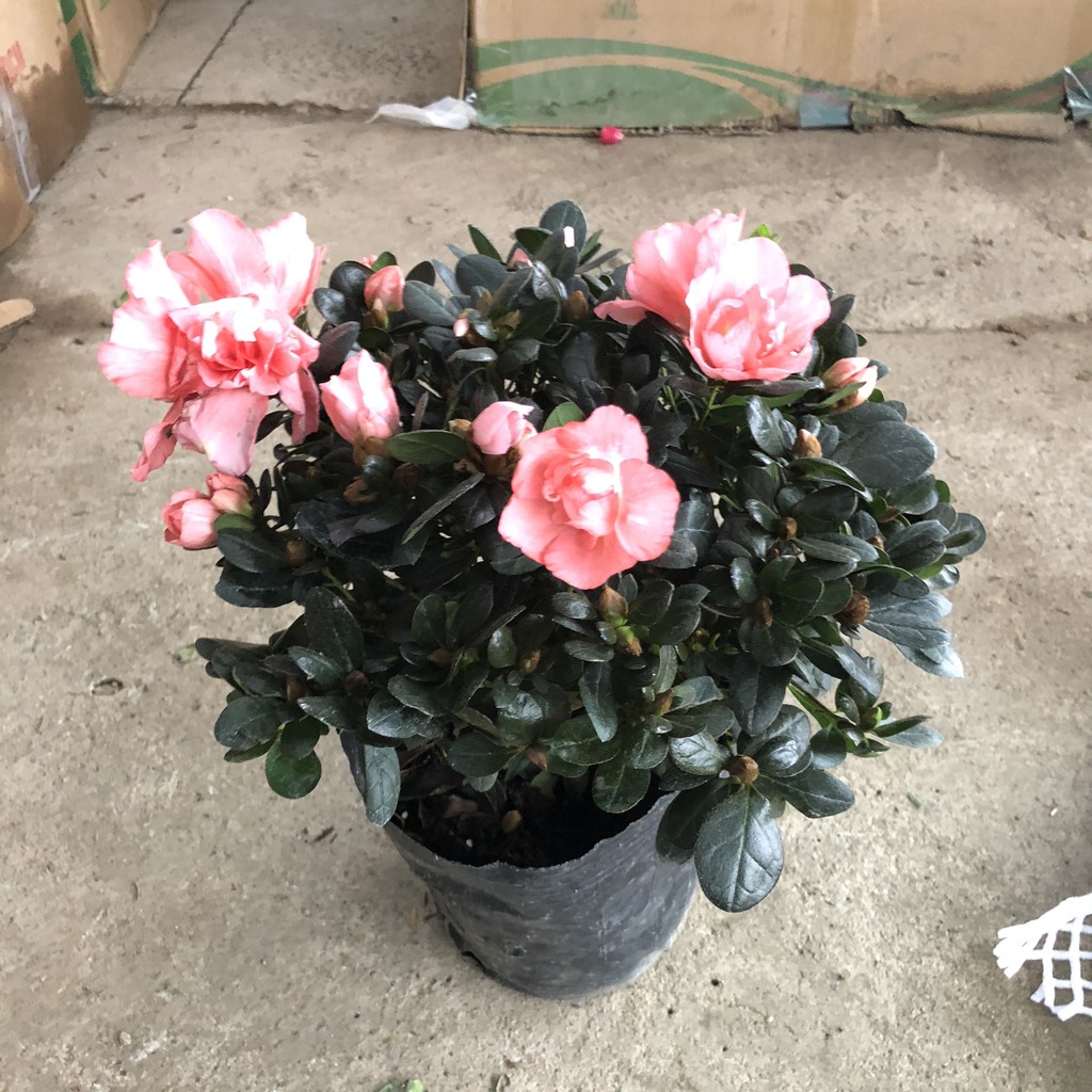 Cây hoa ĐỖ QUYÊN hồng cao 25-30cm, Cây tán tròn nhiều hoa nhiều nụ nở đẹp thích hợp trang trí cửa nhà