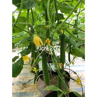 dưa chuột chùm kichi 207
