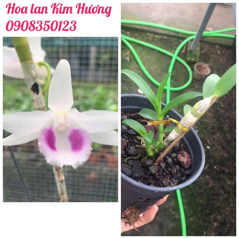 Phong lan 5ct HO gieo hạt năm thứ 2