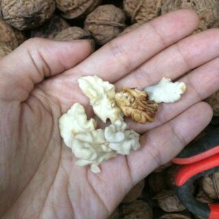 Óc chó tươi 1kg