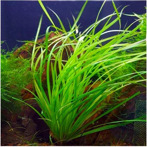 CỎ NARONG - CÂY THUỶ SINH HẬU CẢNH  - CỎ THỦY SINH - dể chơi sống tốt hồ Biotop