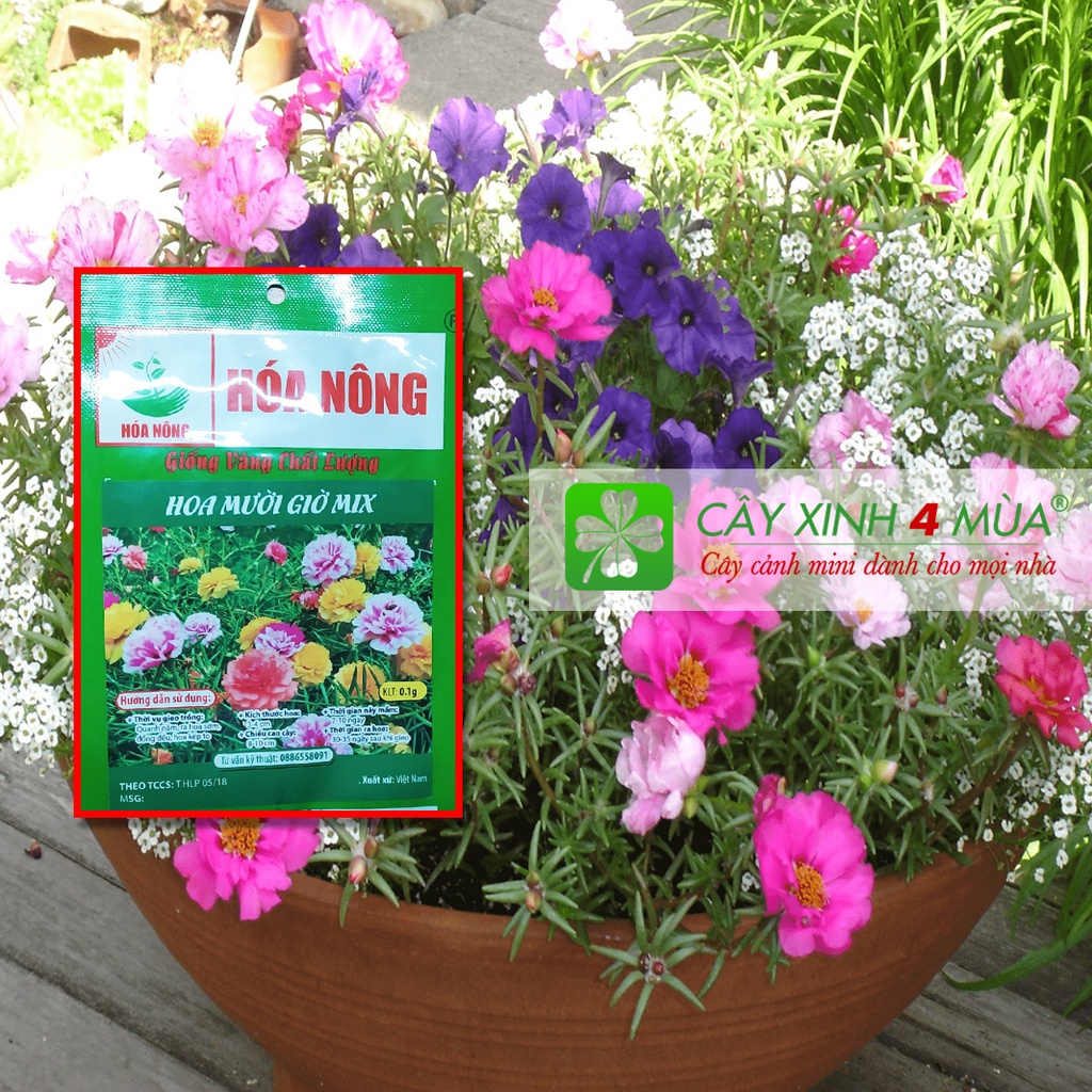 HOA MƯỜI GIỜ MIX - Giống Vàng Chất Lượng