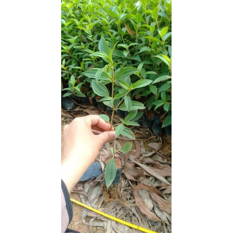 Cây giống mua Thái cho hoa quanh năm