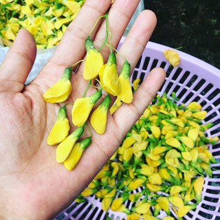 Hạt Giống Bông Điên Điển Lâu Năm, Dễ Trồng, Thu Hoạch Kéo Dài Liên Tục