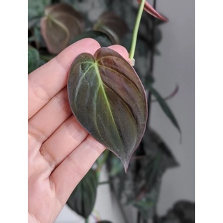 <GIÁ RẺ NHẤT>Trầu bà Mican (MICAN PHILODENDRON