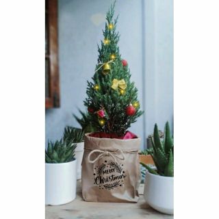 Cây 🌲 Sơn Tùng.... Cây Noenl