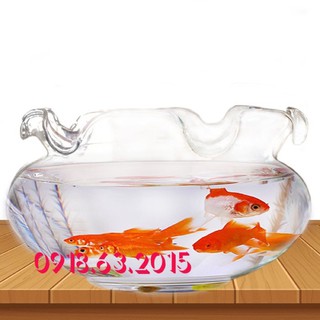 “Bể cá chậu cây thuỷ sinh trang trí để bàn-TPHCM”