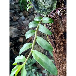 hoa lan phi điệp rừng