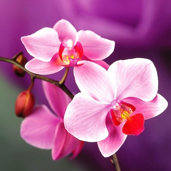 Phân Hữu Cơ Cho Hoa Lan