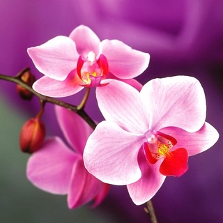 Phân Hữu Cơ Cho Hoa Lan