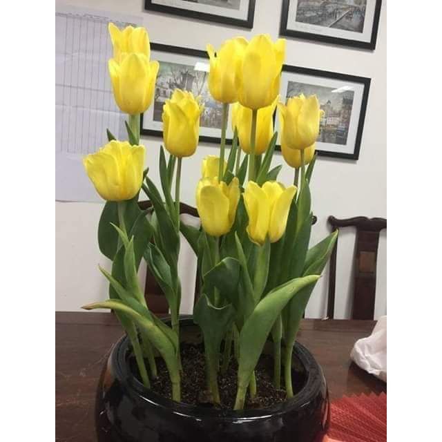 Combo 3 củ hoa tulip màu vàng siêu đẹp