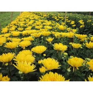 50 Hạt giống hoa Cúc đà lạt