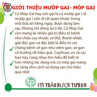 Móp gai khô - Thảo dược Tấn Phát