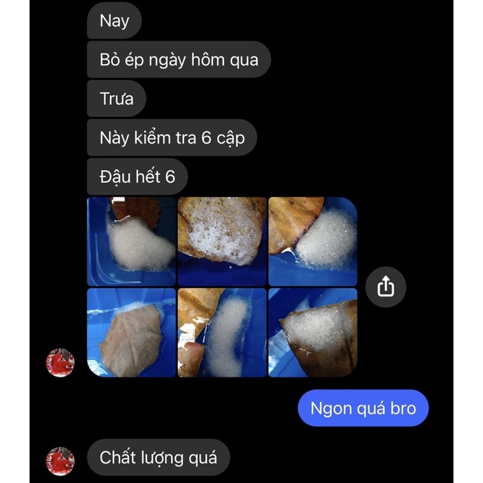 Flare - Dung dịch dưỡng và ép cá Betta