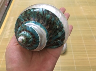 Vỏ ốc xà cừ xanh