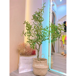 Combo Cây oliu 1m3 kèm chậu cói