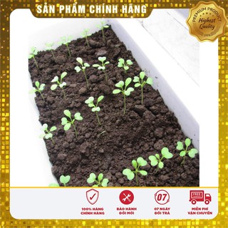 Bộ gói hạt giống Cải ngọt