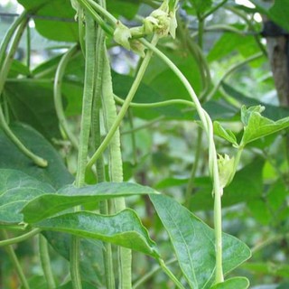 20GR HẠT GIỐNG ĐẬU ĐŨA NGỌT