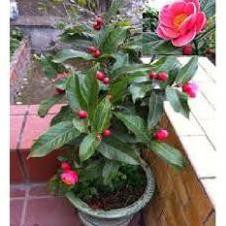 Cây Hoa Hải Đường lớn, cây to khỏe, đang nụ gửi đi nguyên bầu chơi tết + Tặng 02 cây nhót ngọt