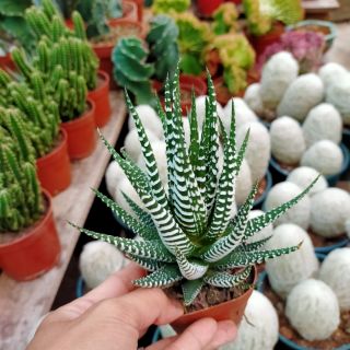 Sen đá Móng rồng