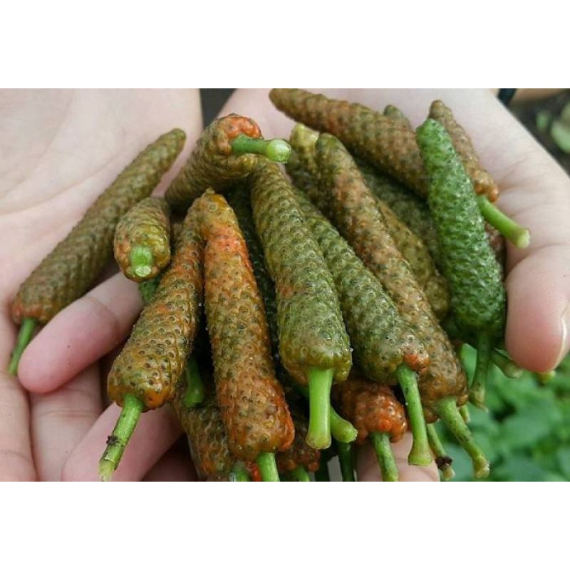 Cây Tiêu Lốp, Tiêu Lốt