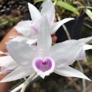 Phi điệp 5 cánh trắng họng hồng (kie)