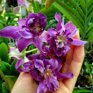 Hoa lan denro hoa hồng tím
