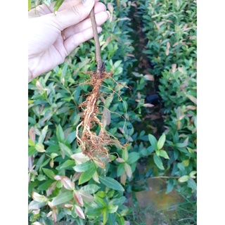 Combo 10 cây mai con ko quấn rễ
