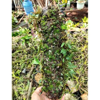 Trụ lan 10 loại lan mini. Trướng bướm chân rết căn diệp