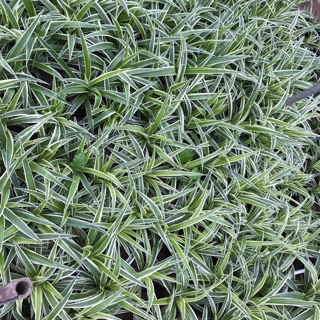 Cỏ lan chi chỉ từ 15.000 đồng / bầu