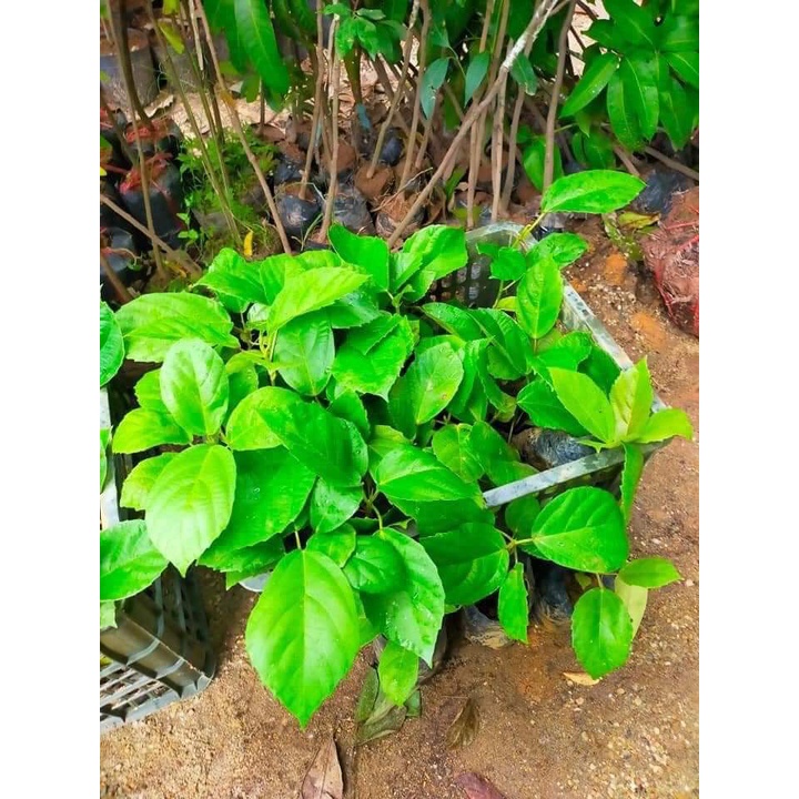 CÂY CHUPACHU GIỐNG