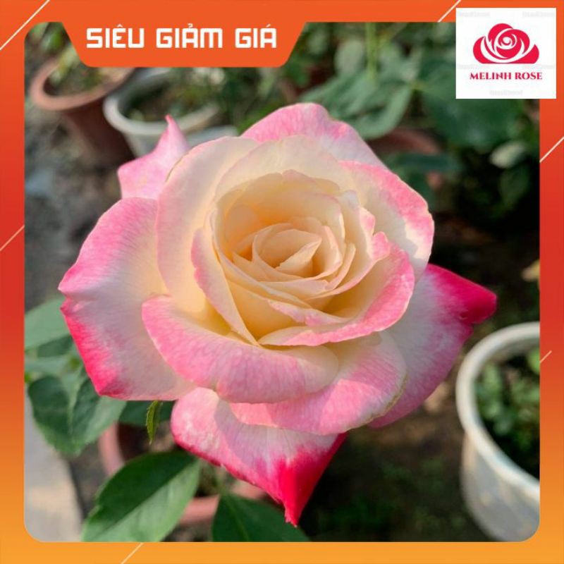 Hoa hồng bụi Cherry parfait hương thơm ngọt nhẹMàu sắc: đỏ son, tâm vàng nhạt đến trắng-Vườn Hoa Melinhrose