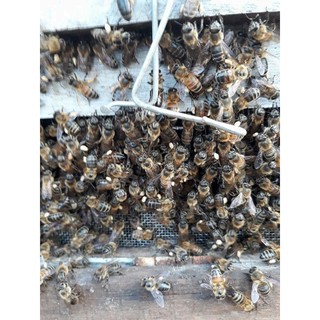 250g phấn hoa nguyên chất