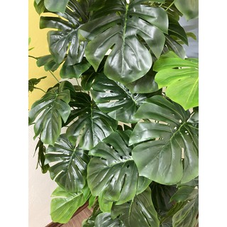 TRẦU BÀ LÁ XẺ 1M5- CÂY GIẢ DECOR