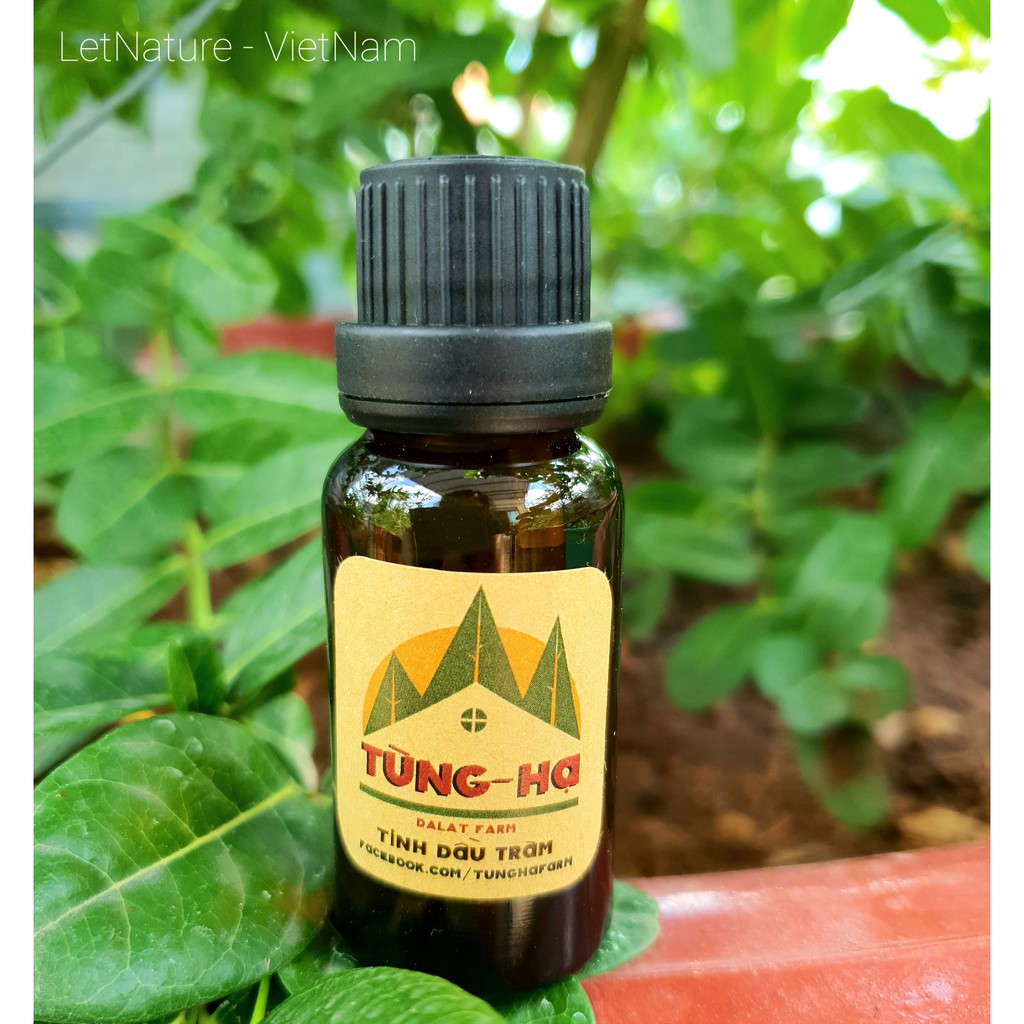 Tinh dầu Tràm Gió (20ml) - Tùng Hạ