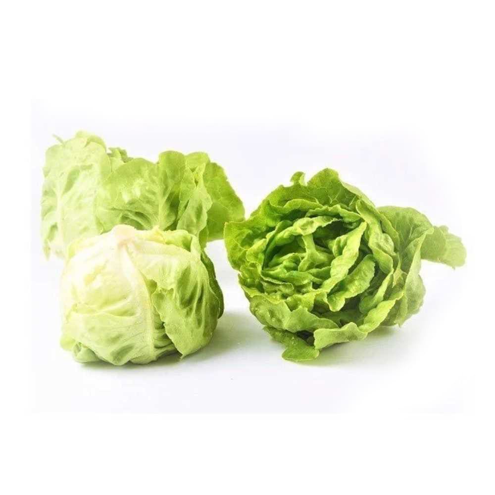 200H - #Hạt_Giống_Xà_Lách_Búp ( tặng kèm kích mầm và phân bón )