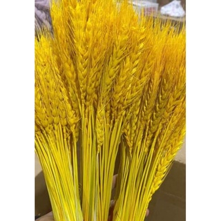 Bông lúa mạch vàng