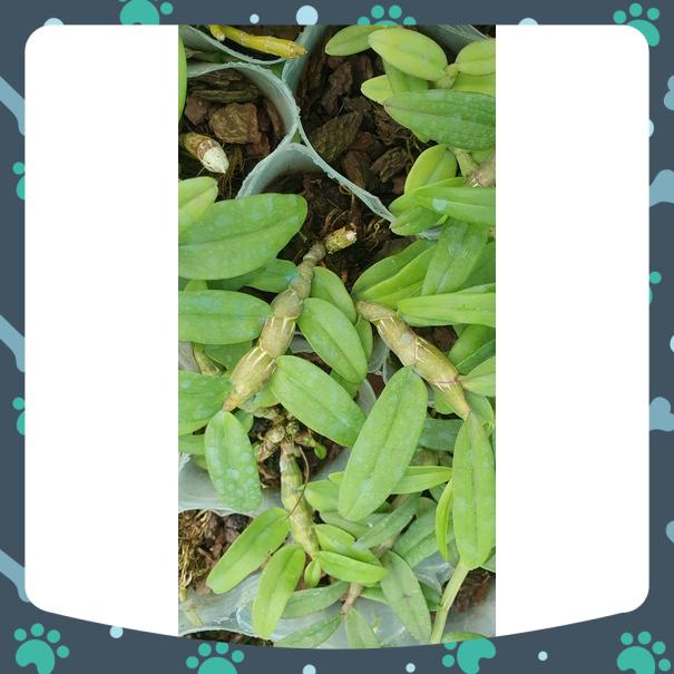 Trầm tím đậm cổ rất đẹp dài 10-15 cm