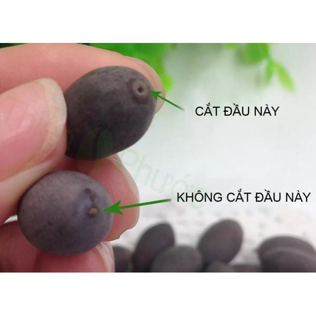 Hạt giống sen Nhật mini (Lotus) nhiều màu gói 5 hạt giá rẻ