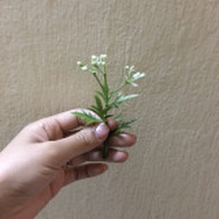 Cỏ điểm nhiều mẫu
