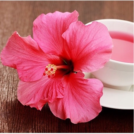 Hạt giống hoa Dâm Bụt Lùn Mix 5 Hạt ( tặng kèm thuốc kích mầm ra rễ)