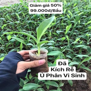 Chuối cảnh mini (có trái ăn được nha)
