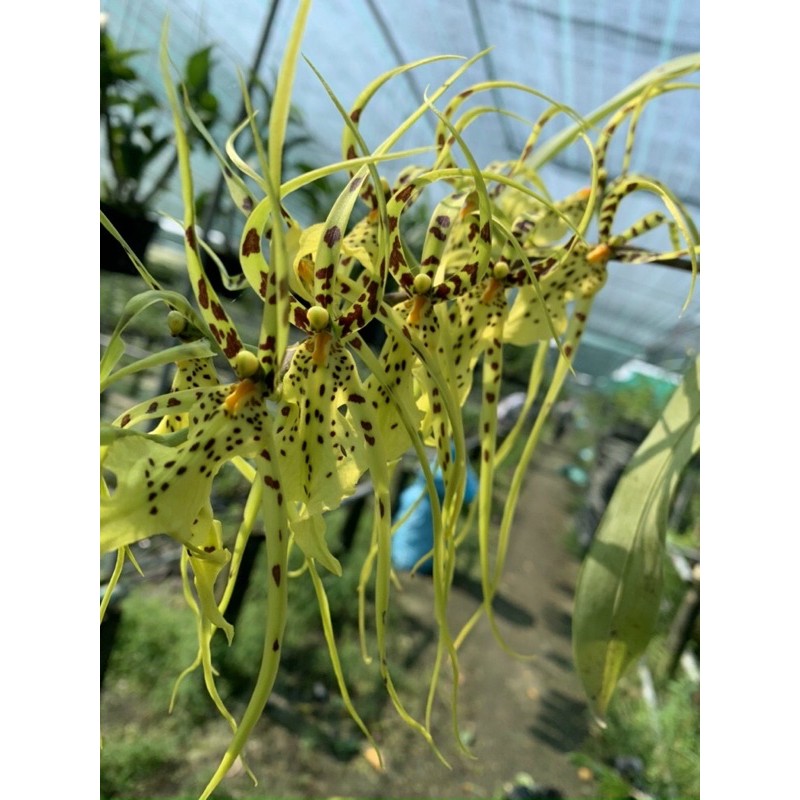 Hoa lan vũ nữ sưu tầm