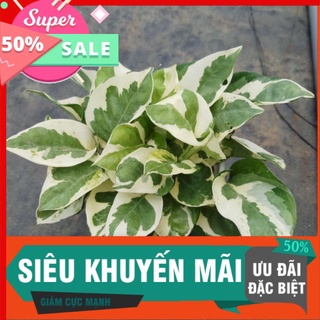 [CHUYÊN SỈ] Cây trầu bà sữa, cẩm thạch