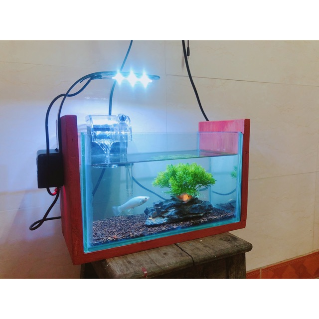 Bể Cá Mini Để Bàn
