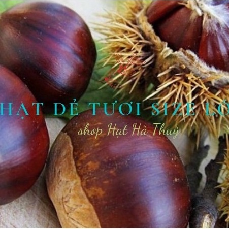 1kg Hạt dẻ tươi SaPa LOẠI TO NGON