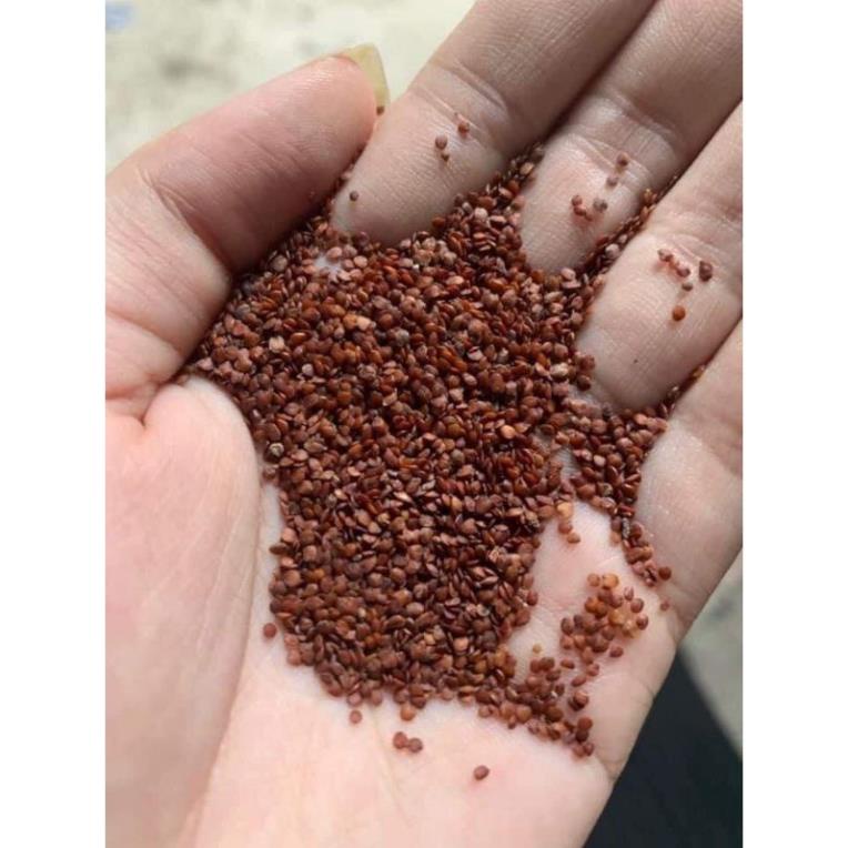 50gr Hạt ngũ hoa làm mát da mờ thâm giúp da căng bóng trắng sáng ZUZU