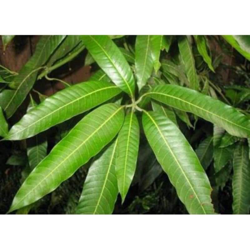 1kg lá xoài tươi khách đặt mới hái