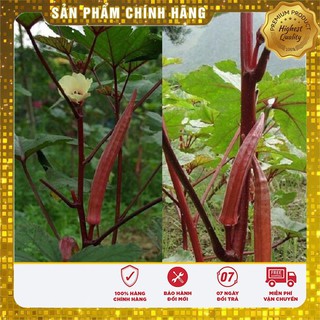 Hạt giống đậu bắp đỏ cao sản - 5gr